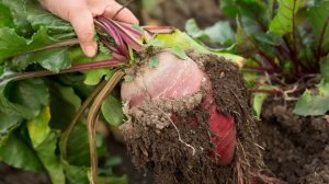 Благоприятные дни для уборки свеклы на хранение по лунному календарю в 2021 году