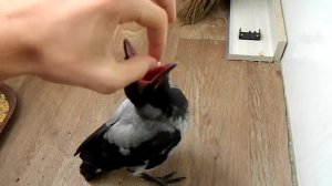 Кормление птенца серой вороны