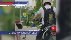 Утку с утятами, переходящих дорогу по всем правилам, сняли на видео в Арзамасе