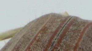 Майский жук.