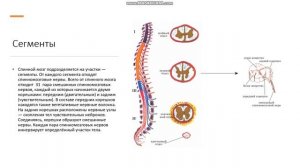 8 класс Центральная нервная система Спинной мозг