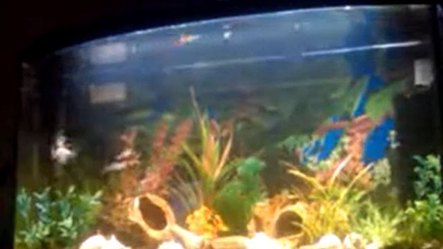 Рыбки в аквариуме????? смотреть онлайн