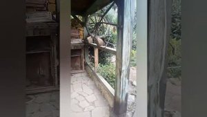 КРЫМ. АЛУПКА. Гостевой дом "Лавровый сад."