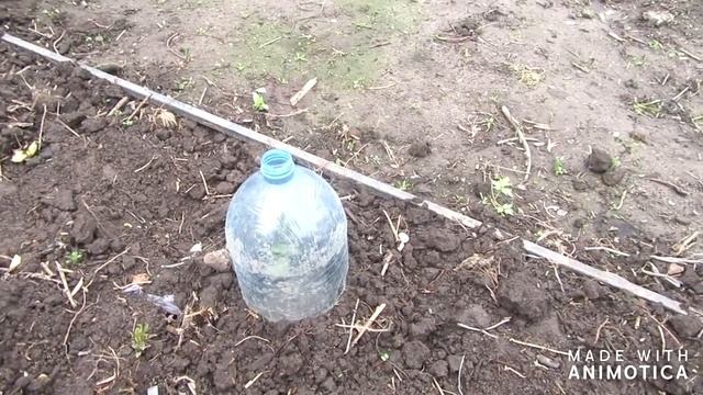 ЧАСТЬ 25/Дачные будни/Трава растет/Первые всходы/Огород/что растет/Garden смотреть онлайн