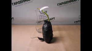 Ежевика Эбана