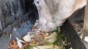 🔊 How does the world's fastest pig eat? Как ест самая быстрая свинья в мире? ¿Quién come más rápido