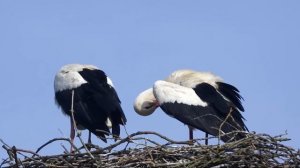 Storks in a nest. Germany. Filmed with a Sky-Watcher ED80 Pro telescope and a Pentax K-5