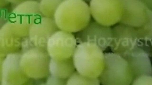 Улучшенные средне поздние сорта винограда смотреть онлайн