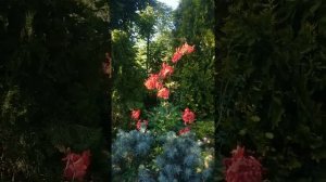 Azalea Fireball