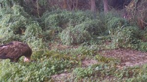 Орлан белохвост и  его огромная щука