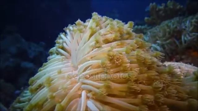 ТРОПИЧЕСКИЕ РЫБЫ И КОРАЛЛЫ. РЕЛАКС. смотреть онлайн