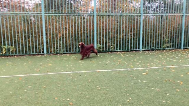 Contario Ode Ubertelli, 4 года. Ирландский красный сеттер смотреть онлайн