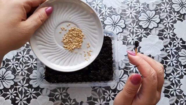 #РукоделиеотГалины Посадка болгарского перца. Семена из магазинного перца. Экперемент