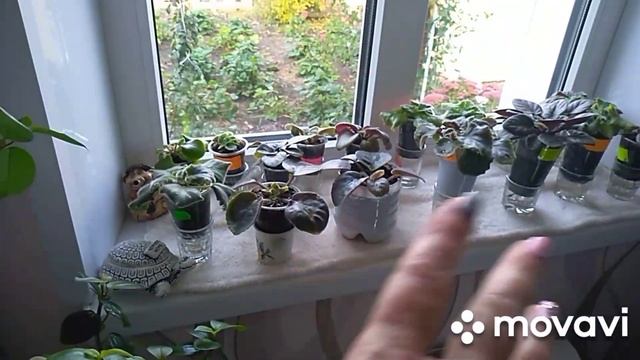 5октября обрезка плюща и все вьюны.Жимолость Каприфоль.Красота осенью.Шарлотка.