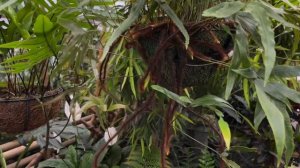 Москва: Главный ботанический сад, Фондовая оранжерея, садовый центр «Красная Нива»