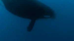 косатка атакует синего кита. Самые опасные бои косаток