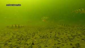 Обзор и реальный тест эхолота диппер Deeper Sonar Pro Plus на рыбалке Подводные съемки