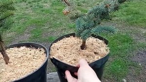 Редкие Новинки Елей в Саду. Обзор и Посадка Биалобок, Майголд / Цитрусовый Рай МариАны