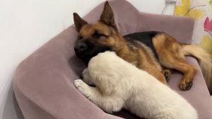 Овчарка и щенки