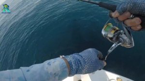 Тунец Рвет Снасти ! Рыбалка в Фуджейре