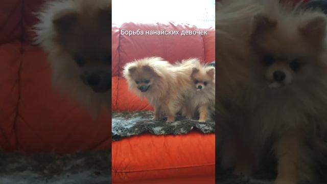 О чем говорят собаки. Шпицули на диване, гонялки и болталки