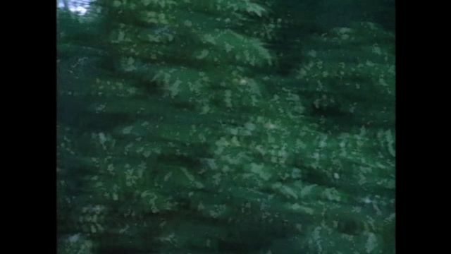 СОЛОВЬИ ПОЮТ.avi смотреть онлайн