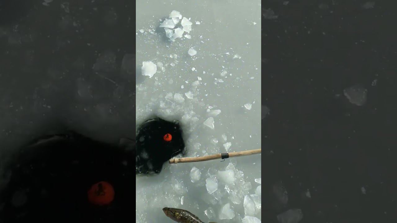 Первый лёд #рыбалка #яспиннингист #первыйлед смотреть онлайн