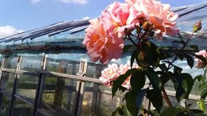 Штамбовая роза из розы Кампешн   ????????эксперемент удался (сельский штамб)