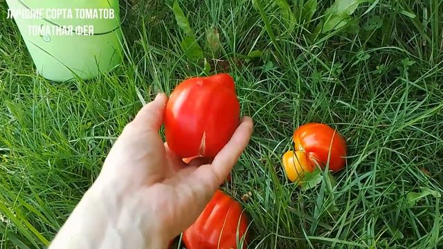 ТОМАТ СКИФЕЯ Томат ребристый сорт скифея Ребристые сорта томатов Коллекционные сорта томатов