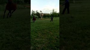 Цыганские лошади Колька ЧИРИКЛО