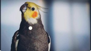 папугаи корелла учим петь "Gingle bells wystle"????❤️parrot cockatiel song "Gingle bells wystle"?