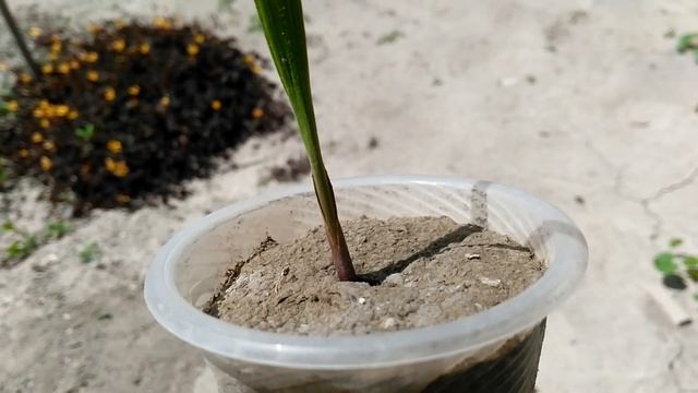 Washingtonia filifera seedling смотреть онлайн