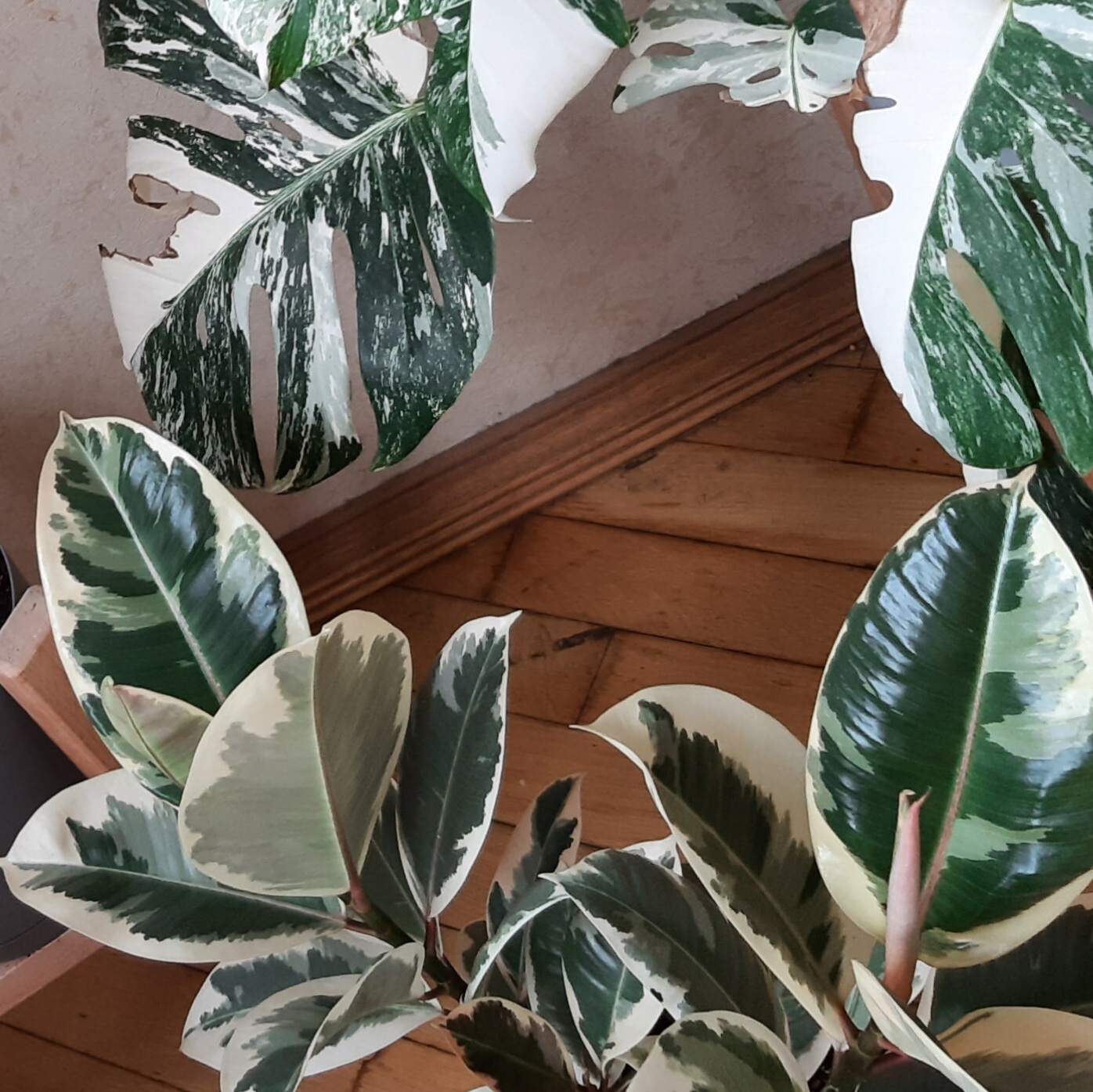 Мои домашние зеленые питомцы соседи орхидей обзор горшечных растений ?