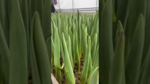 Динамика роста тюльпанов🌷выгонка тюльпана🌷#тюльпаны #выгонкатюльпанов #гидропоника #тюльпан #рост