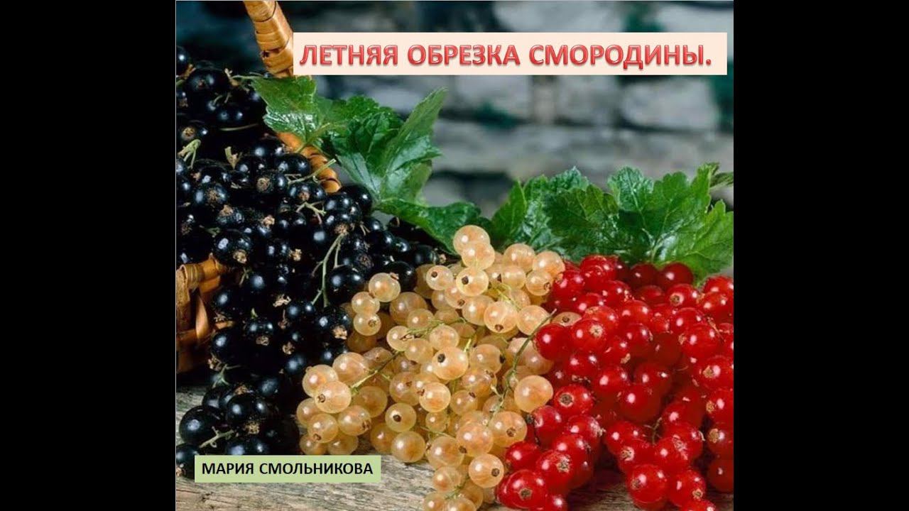 Летняя обрезка смородины . Урожай вас удивит !!!