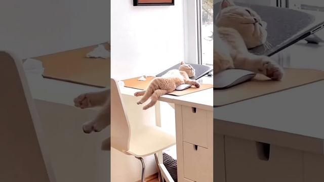 Кот на чиле