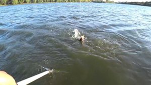 Пуля отлично ловит рыбу. Это супер приманка.Fish with me!
