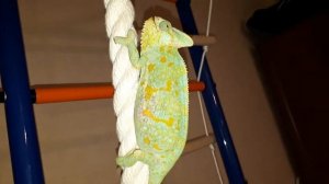 Самка хамелеона, наблюдение.Опять беременна??