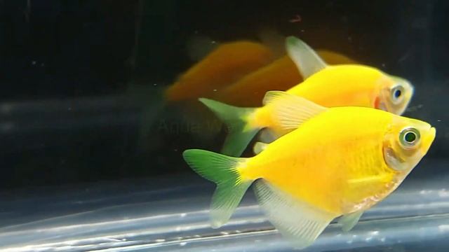 Aquarium Eye Candy: The Glofish Sunburst Orange Tetra (Gymnocorymbus ternetzi) смотреть онлайн