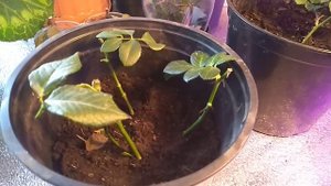 По каким признакам определить  идёт ли процесс укоренение черенка розы .