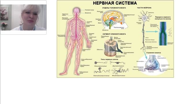 Вебинар. Центральная нервная система. Красникова ЛБ смотреть онлайн