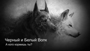 ДВА ВОЛКА. Песня - притча. Автор Михаил Теньков