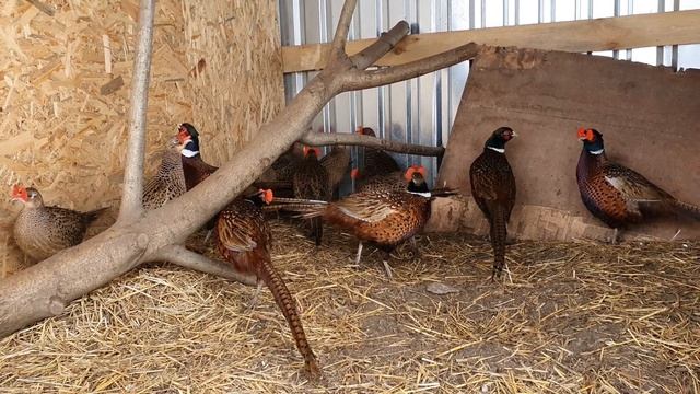 Фазаны зимой. Строим вальеры , отсаживам семьи. Часть 1 смотреть онлайн