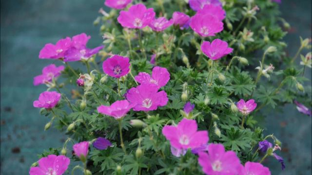 Tuto jardin: Geranium sanguineum Max Frei: photos de fleurs et de plantes vivaces