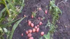 Уборка картофеля  транспортерной картофелекопалкой  для мотоблока