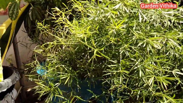 हजारों रू में मिलने वाले इन सुंदर पौधों को बिल्कुल फ्री में ग्रो करें कटिंग से नहीं Divide करके