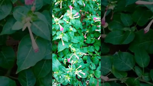 Mirabilis Jalapa - Four O'clock plant - Full flowering of Rare Pink jasmine - 4PM flower open krta