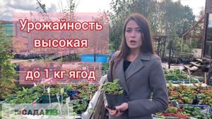 Клубника Берегиня: описание сорта