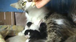 Котятам два дня.