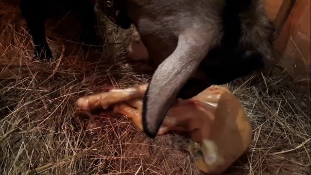 Окот козы. Когда хозяин должен быть рядом. смотреть онлайн